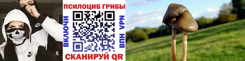 что такое   Брянск  мега рабочий сайт  Галлюциногенные грибы Psilocybe 